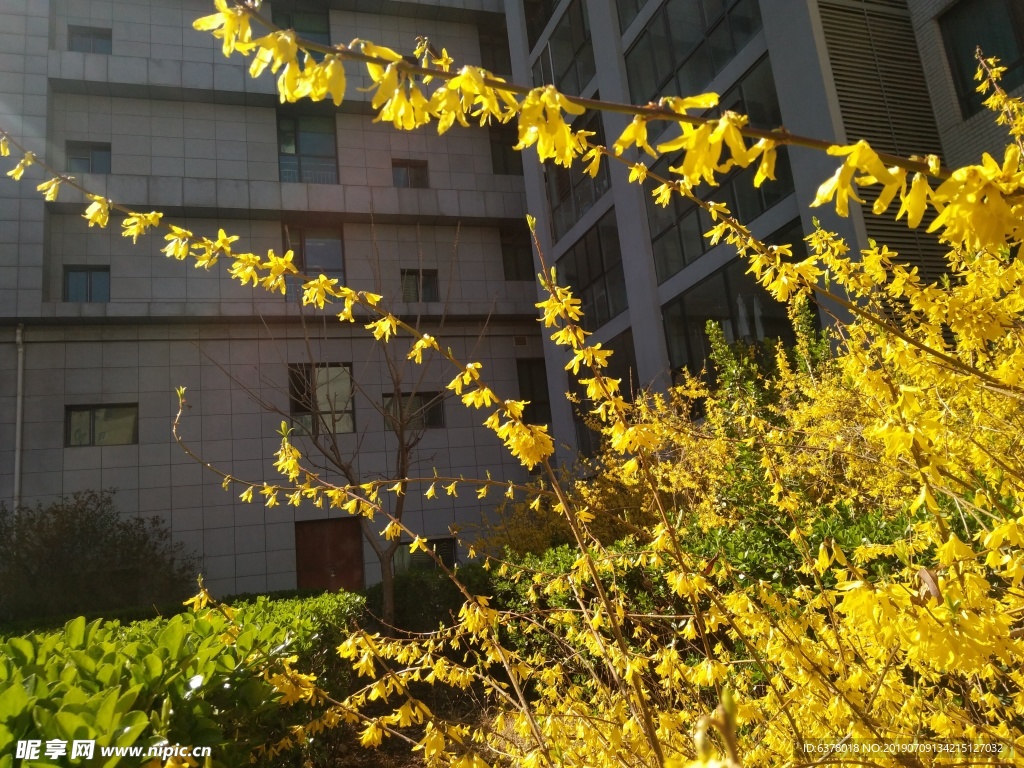 迎春花
