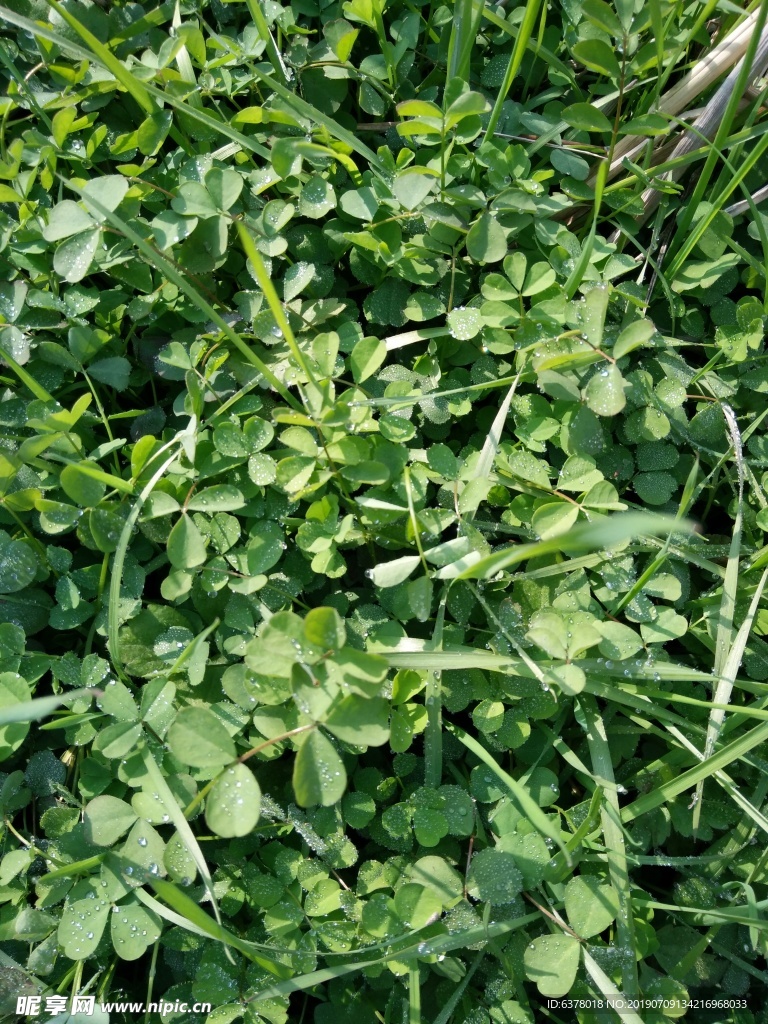 野草