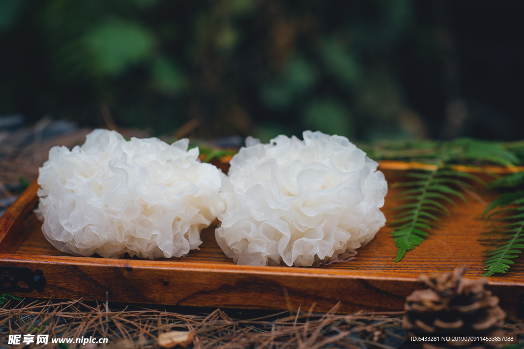 鲜银耳 新鲜银耳 蘑菇 新鲜蘑