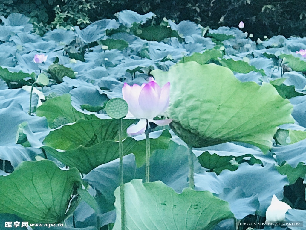 荷花