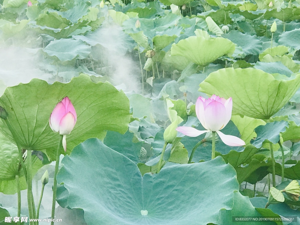 荷花