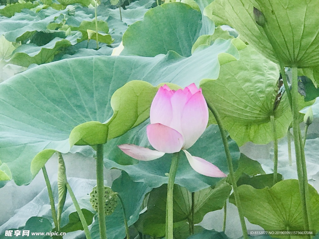 荷花