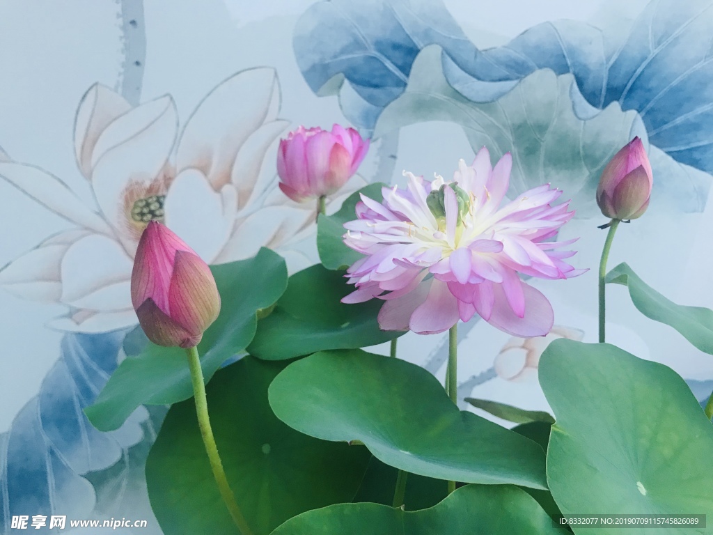 荷花