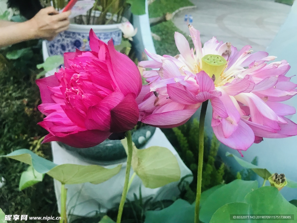 荷花