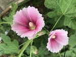 蜀葵