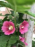 蜀葵