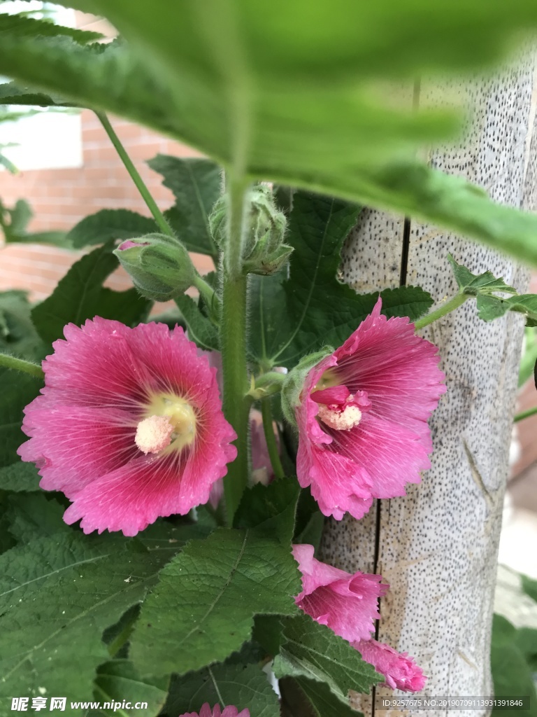 蜀葵