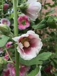 蜀葵