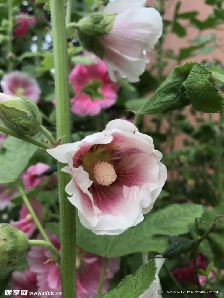 蜀葵