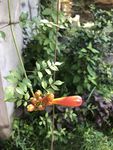 凌霄花