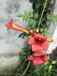 凌霄花