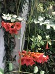 凌霄花
