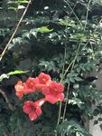 凌霄花