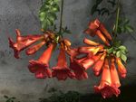 凌霄花