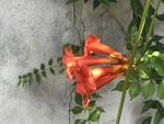凌霄花