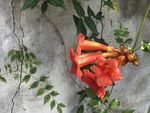 凌霄花