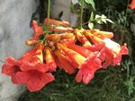 凌霄花