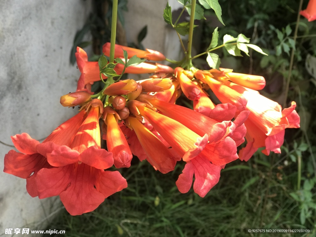 凌霄花