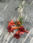 凌霄花