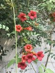 凌霄花