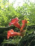 凌霄花