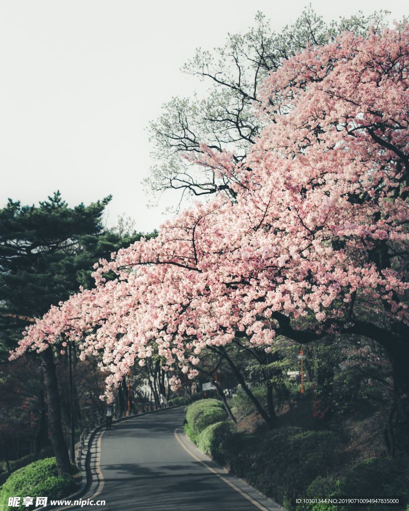 美丽的樱花