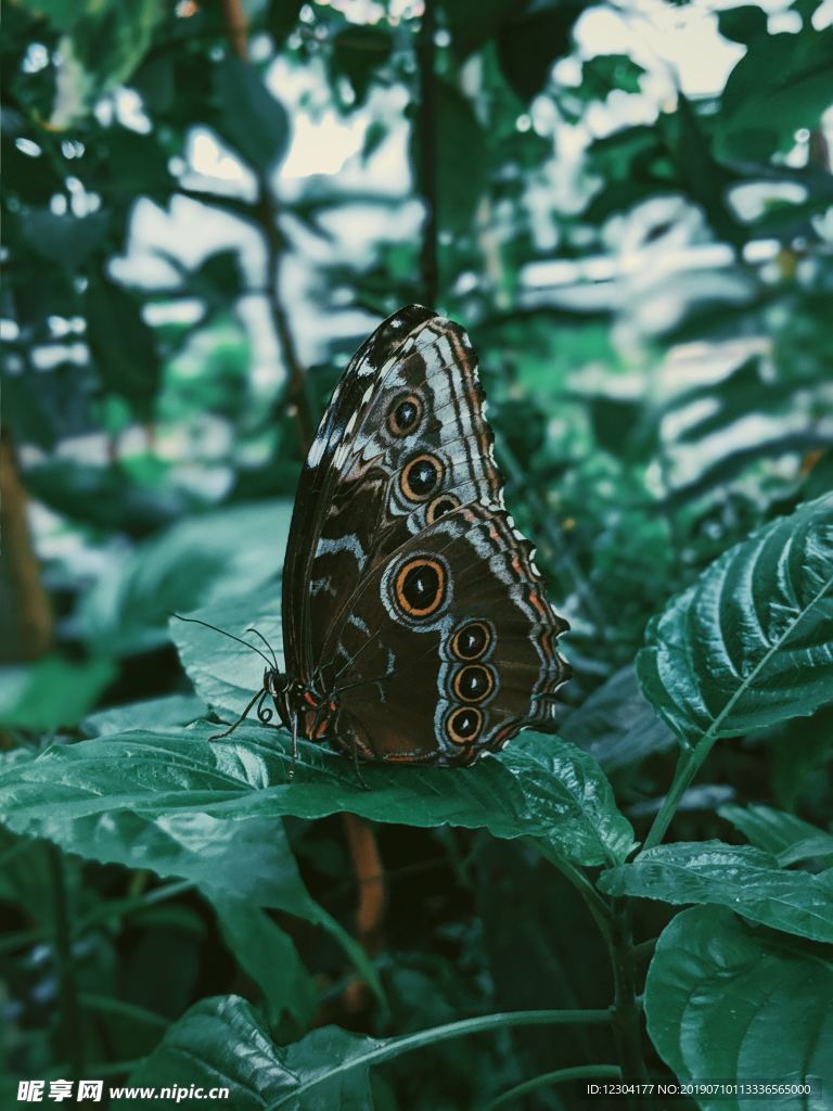 蝴蝶
