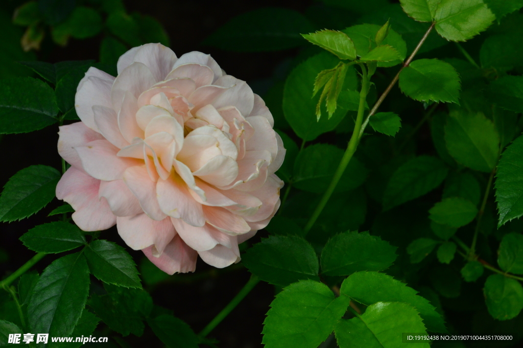 月季花