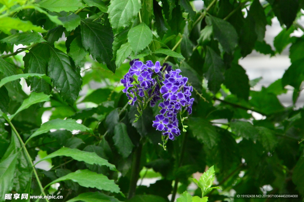 蕾丝金露花