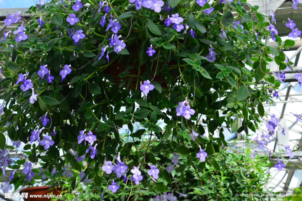 海豚花