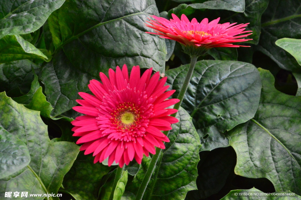 非洲菊