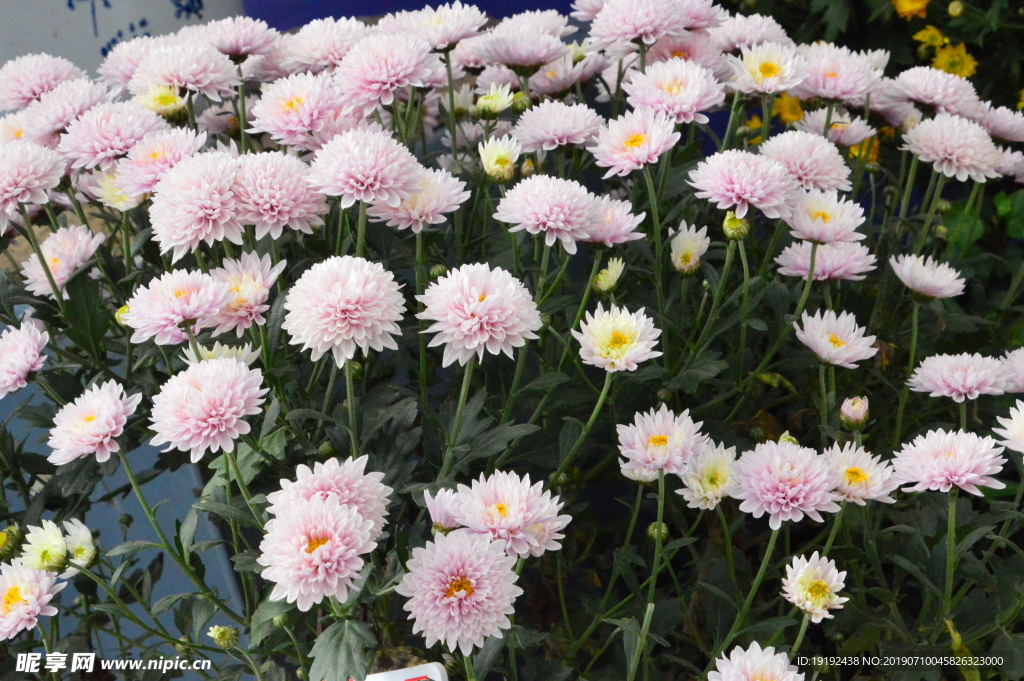 菊花