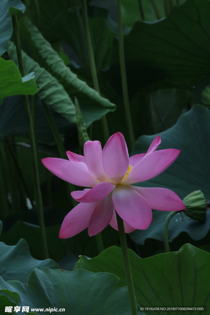 荷叶荷花