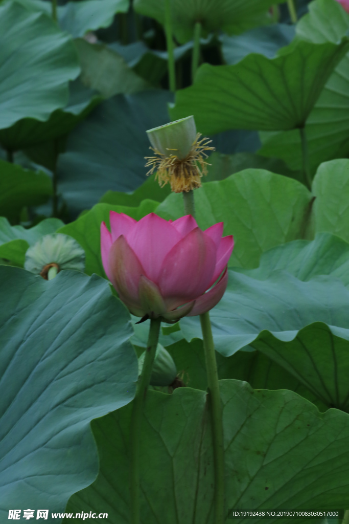 荷叶荷花