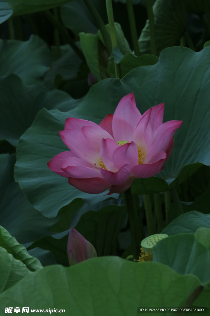 荷叶荷花