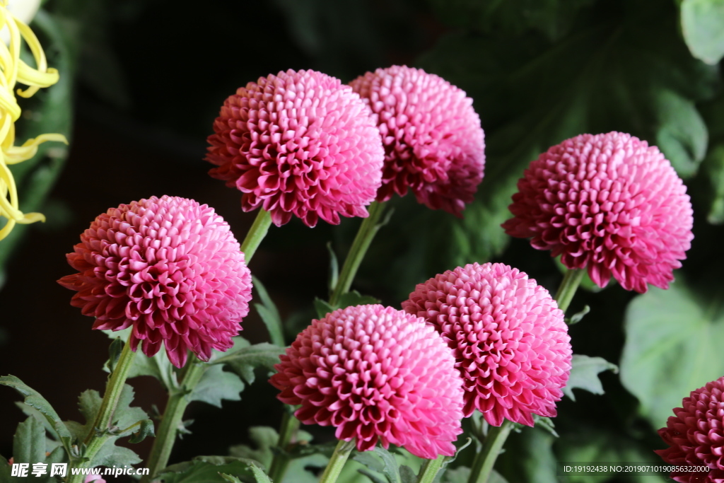 菊花
