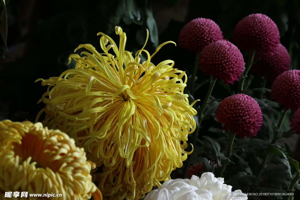菊花