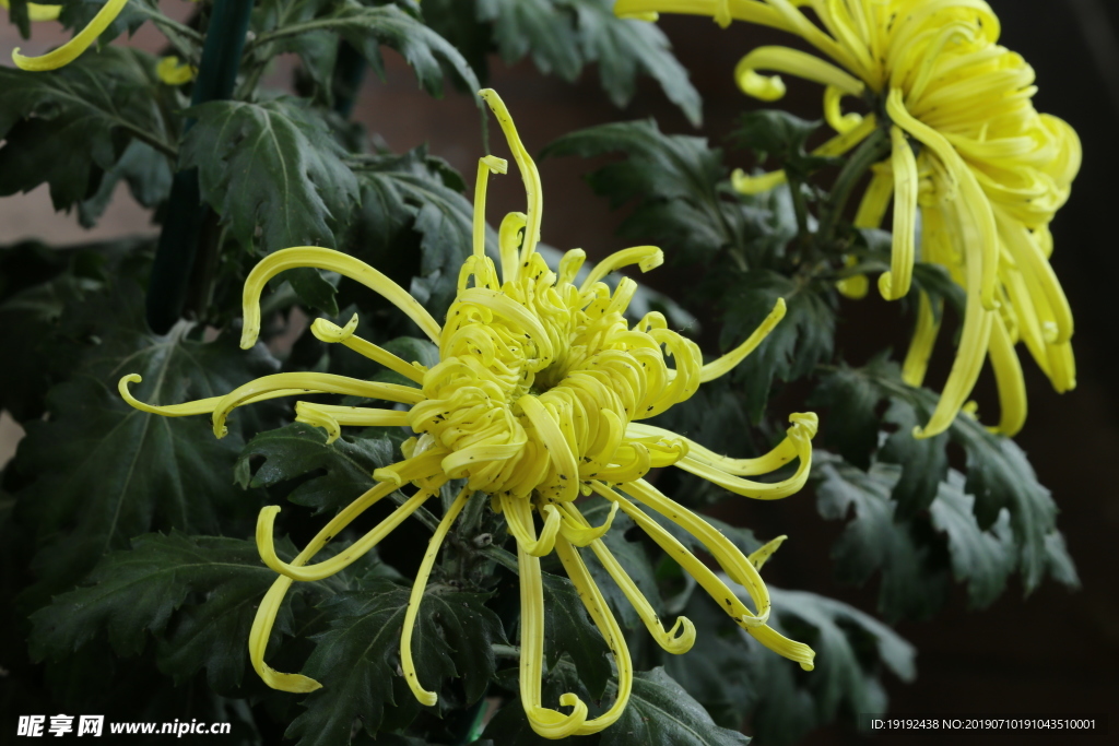 菊花
