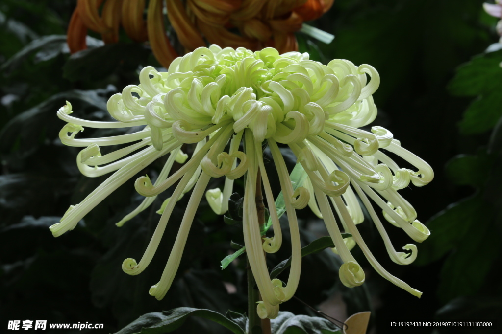 菊花