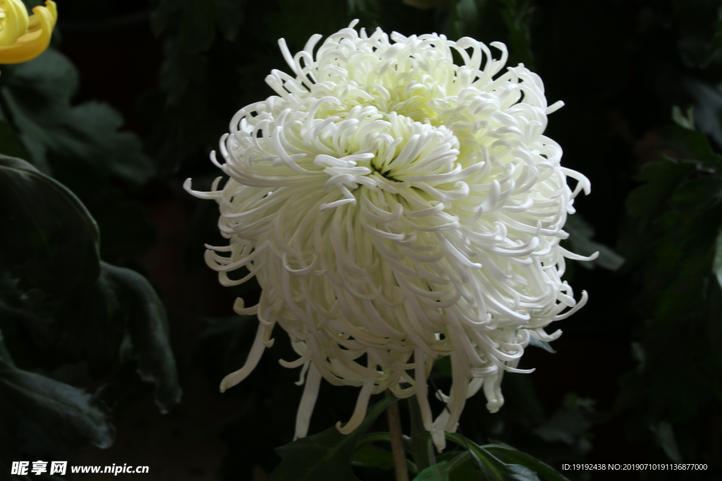 菊花