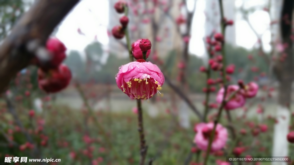 梅花