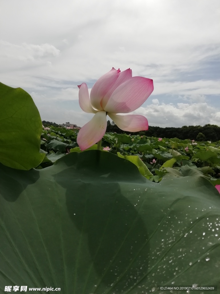 荷花