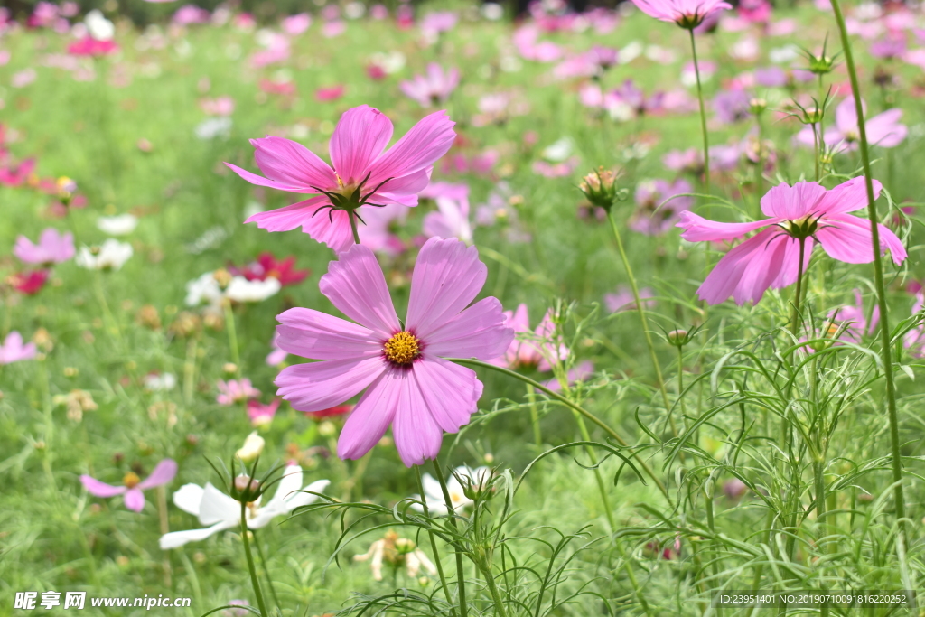 花丛