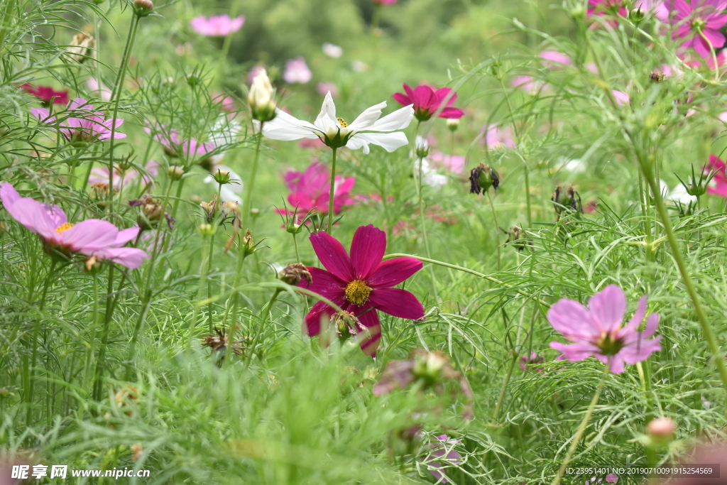 小野花