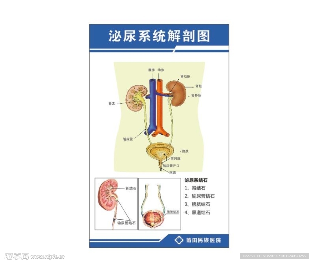 泌尿系统图