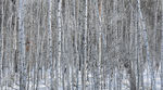 冬天白桦树树林高清照片