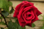 玫瑰花