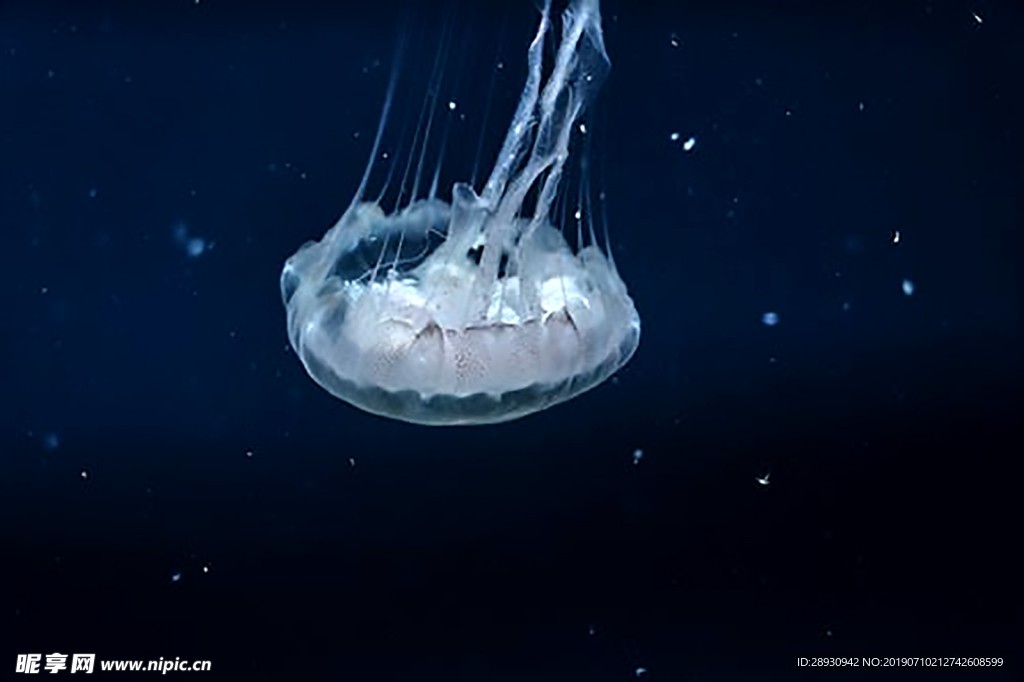 海洋生物