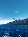 海洋