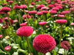 雏菊